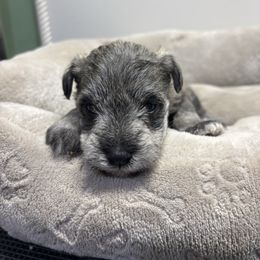 Charlie - Salt and pepper male Miniature Schnauzer puppy in Lynchburg, Missouri from Copper Rose Farm