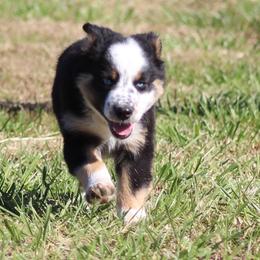 Australian Shepherd Puppies from Vistar Aussies