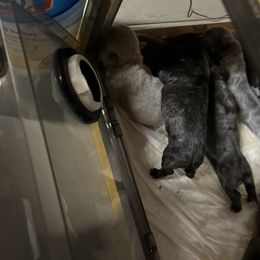 French Bulldog Puppies from Psycho Frenchies