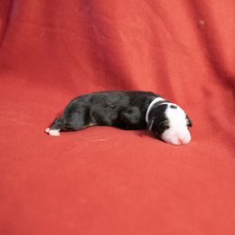 Bolt - Black rust and white Bernese Mountain Dog puppy in Pisgah Forest, North Carolina from Holly Hill Berners