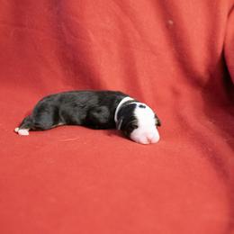Bolt - Black rust and white Bernese Mountain Dog puppy in Pisgah Forest, North Carolina from Holly Hill Berners