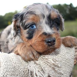 Denali- CKC- F1 Mini AussieDoodle- Stokesdale, NC - Blue merle male Aussiedoodle puppy in Stokesdale, North Carolina from His and Hers Poodles and Doodles