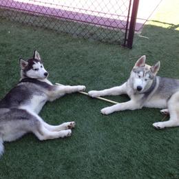 Schipperke and Siberian Husky Puppies from Yuki Ookami Show Kennel