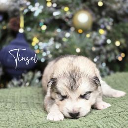 Tinsel - Sable and white male Alaskan Malamute puppy in Brookwood, Alabama from Sunset Malamutes