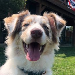 Australian Shepherds from Running Thunder Aussies