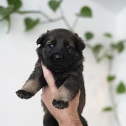 Boy 1 - Sable male German Shepherd puppy in Coarsegold, California from Yosemite Shepherds