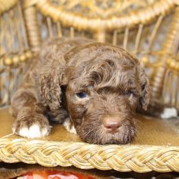 Brown Male - Brown and white male Aussiedoodle puppy in Belgreen, Alabama from Scott’s Farm Poodles and Doodles