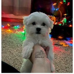Maltese Puppies from OT Maltese & Co