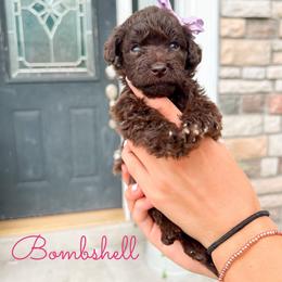 Bombshell - Chocolate female Goldendoodle puppy in Middletown, Ohio from Lady Doodle Farm