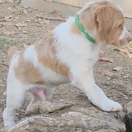 Brittany Puppies from Buster Pointe Brittanys
