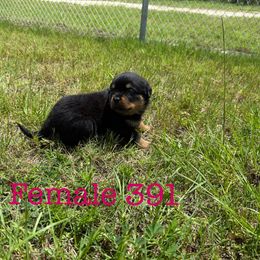 Female 391 - Black and mahogany female Rottweiler puppy in Ocala, Florida from Southeast Companion & Protection Dogs