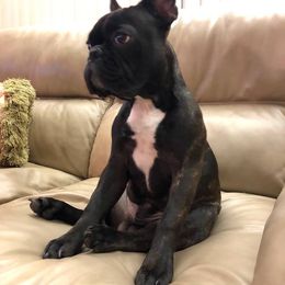 French Bulldog All Grown Up from Mama’s Frenchie Babies