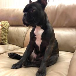 French Bulldog All Grown Up from Mama’s Frenchie Babies