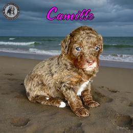 Camille - Chocolate merle female Bernedoodle puppy in Banner Elk, North Carolina from Walnut Tree Bernedoodles