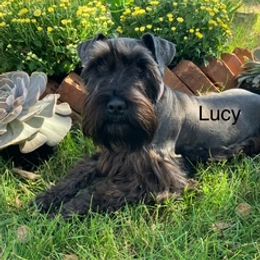 Lucy - Miniature Schnauzer