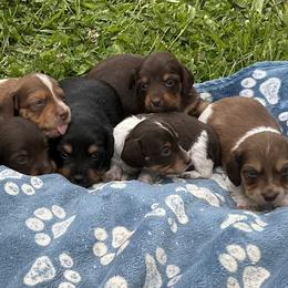 Dachshund puppies from Monroe’s Hillcrest Dachshunds
