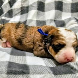 Avalanche - Chocolate merle male Bernedoodle puppy in Forest, Ohio from Mini Doodle Buddies