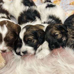 Goldendoodle Puppies from Amazing Grace Doodles
