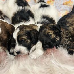 Goldendoodle Puppies from Amazing Grace Doodles