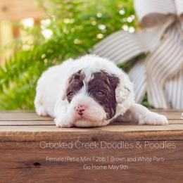 Strawberry - Parti female Goldendoodle puppy in Woodruff, South Carolina from Crooked Creek Doodles and Poodles