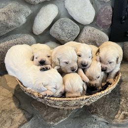 7th Pick Male - Light golden male Golden Retriever puppy in Bill, Wyoming from White River Retrievers