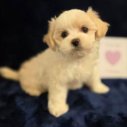 Pink Girl - White female Maltipoo puppy in Sahuarita, Arizona from Cowgirl's Legacy Maltipoos