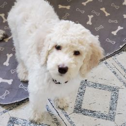Australian Labradoodle and Poodle Puppies from Oodles of Doodles and some Poodles