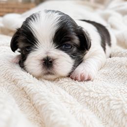 Camellia - Black and white female Shih Tzu puppy in Austell, Georgia from TACG