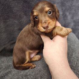 Hazel - Chocolate and tan female Dachshund puppy in Windom, Minnesota from Wyrmhund Dachshunds