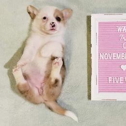 American Corgi and Pembroke Welsh Corgi Puppies from Whimsical Treasure Corgis