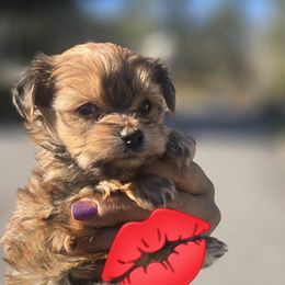 Biewer Terrier, Yorkipoo, and Yorkshire Terrier Puppies from Tiny Paws Luxury Pets