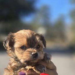 Biewer Terrier, Yorkipoo, and Yorkshire Terrier Puppies from Tiny Paws Luxury Pets