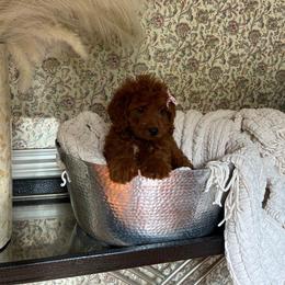 Amy - Red  female Goldendoodle puppy in Mint Hill, North Carolina from DoodleForever