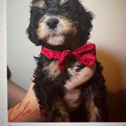 Claus - Phantom Bernedoodle puppy in Houston, Texas from Jomelkin Furry Pals