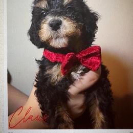 Claus - Phantom Bernedoodle puppy in Houston, Texas from Jomelkin Furry Pals