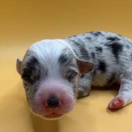 Thames - Blue merle and white male American Corgi puppy in Scottown, Ohio from Wyndy Ridge Corgis