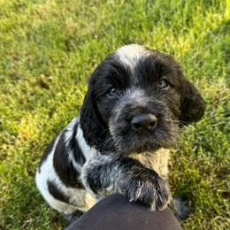 Baby boo - Black and white male English Springer Spaniel puppy in Coeur D'alene, Idaho from Springer Hollow