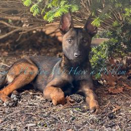 Stellar's Houston xCPC - Yellow female Dutch Shepherd puppy in Lake City, Florida from Crosspointe Canines