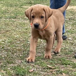 Labrador Retriever Puppies from Cajun Water Retrievers