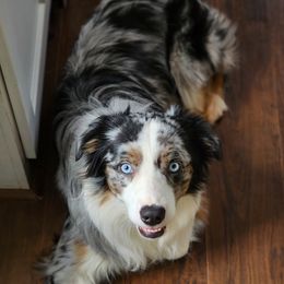 Bear - Miniature Australian Shepherd