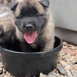 Saki's Boy 3 - Black, fawn undercoat male Akita puppy in South Carolina from Sierra Mountain Akitas