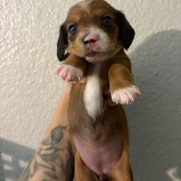 Anne - Red female Dachshund puppy in Conroe, Texas from Dots Dachshunds