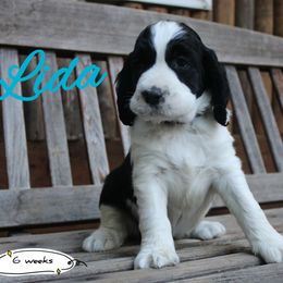 Lidia - Black and white female English Springer Spaniel puppy in Canyonville, Oregon from Enos Ranch Springer Spaniels