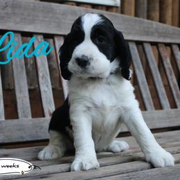 Lidia - Black and white female English Springer Spaniel puppy in Canyonville, Oregon from Enos Ranch Springer Spaniels