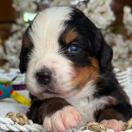 Duke - dark blue collar - Tri-color male Bernese Mountain Dog puppy in Yuciapa, California from AlltheDoodlez_