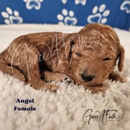 Angel - Red female Labradoodle puppy in Peyton, Colorado from Grace N Faith Doodles