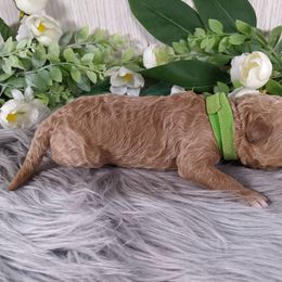 Goldendoodle and Poodle Puppies from Arizona Poodle Queen