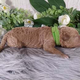 Goldendoodle and Poodle Puppies from Arizona Poodle Queen