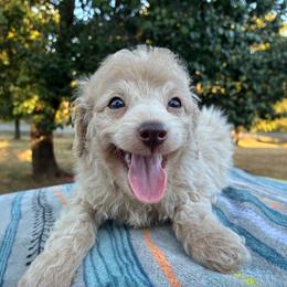 Wayne F1B - Cream male Aussiedoodle puppy in Oklahoma City, Oklahoma from Foneb Farm - The F1B Farm