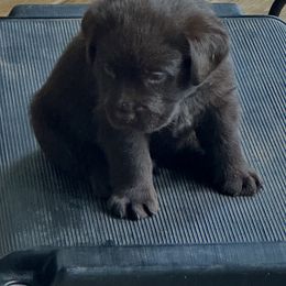 Sky Blue Male - Chocolate male Labrador Retriever puppy in Bella Vista, Arkansas from Havenwood Labradors